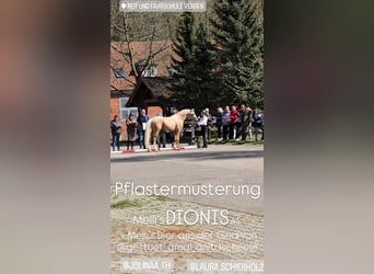 Deutsches Reitpony, Wallach, 4 Jahre, 148 cm, Palomino