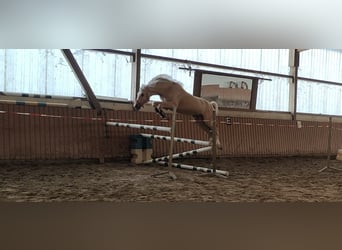 Deutsches Reitpony, Wallach, 4 Jahre, 148 cm, Palomino