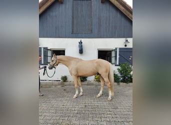 Deutsches Reitpony, Wallach, 4 Jahre, 148 cm, Palomino