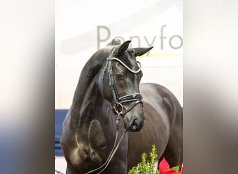 Deutsches Reitpony, Wallach, 4 Jahre, 148 cm, Rappe