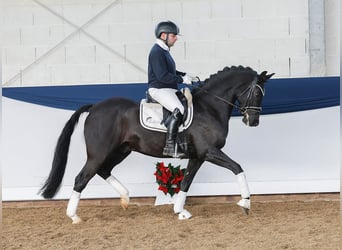 Deutsches Reitpony, Wallach, 4 Jahre, 148 cm, Rappe