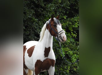 Deutsches Reitpony, Wallach, 4 Jahre, 148 cm, Schecke