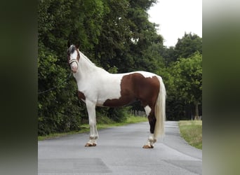 Deutsches Reitpony, Wallach, 4 Jahre, 148 cm, Schecke