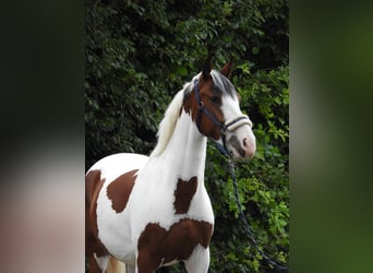 Deutsches Reitpony, Wallach, 4 Jahre, 148 cm, Schecke