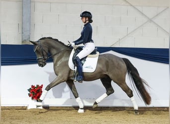 Deutsches Reitpony, Wallach, 4 Jahre, 148 cm, Schwarzbrauner