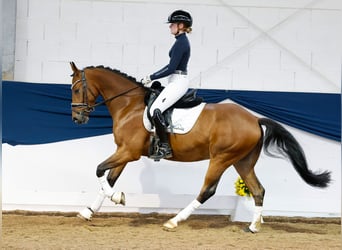 Deutsches Reitpony, Wallach, 4 Jahre, 149 cm, Brauner