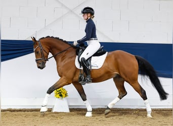 Deutsches Reitpony, Wallach, 4 Jahre, 149 cm, Brauner