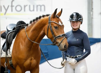 Deutsches Reitpony, Wallach, 4 Jahre, 149 cm, Brauner