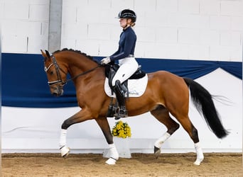 Deutsches Reitpony, Wallach, 4 Jahre, 149 cm, Brauner