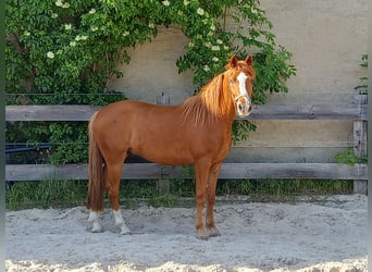 Deutsches Reitpony, Wallach, 4 Jahre, 149 cm, Fuchs