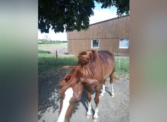 Deutsches Reitpony, Wallach, 4 Jahre, 149 cm, Fuchs