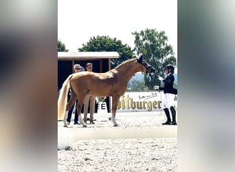 Deutsches Reitpony, Wallach, 4 Jahre, 149 cm, Palomino