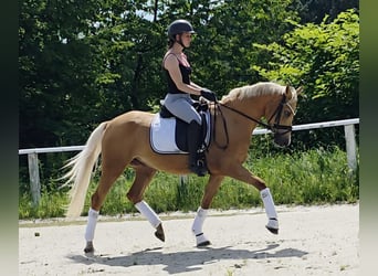 Deutsches Reitpony, Wallach, 4 Jahre, 149 cm, Palomino