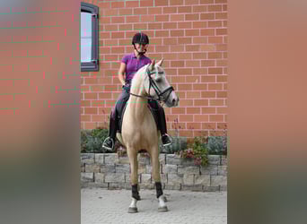 Deutsches Reitpony, Wallach, 4 Jahre, 149 cm, Palomino