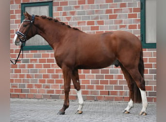 Deutsches Reitpony, Wallach, 4 Jahre, 150 cm