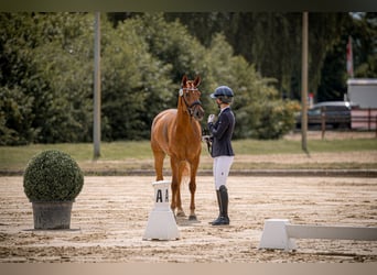 Deutsches Reitpony, Wallach, 4 Jahre, 150 cm, Fuchs
