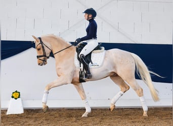 Deutsches Reitpony, Wallach, 4 Jahre, 150 cm, Palomino