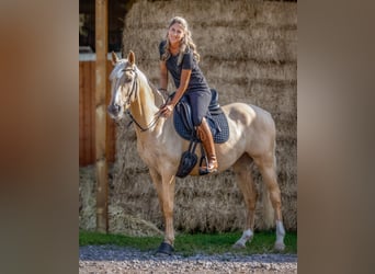 Deutsches Reitpony, Wallach, 4 Jahre, 150 cm, Palomino