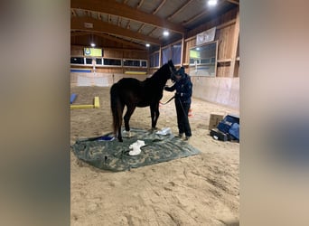 Deutsches Reitpony, Wallach, 4 Jahre, 150 cm, Rappe