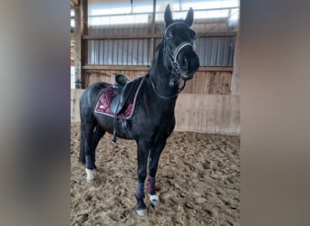 Deutsches Reitpony, Wallach, 4 Jahre, 150 cm, Rappe