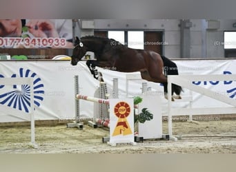 Deutsches Reitpony, Wallach, 4 Jahre, 151 cm, Brauner
