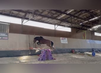 Deutsches Reitpony, Wallach, 4 Jahre, 151 cm, Brauner