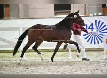 Deutsches Reitpony, Wallach, 4 Jahre, 151 cm, Brauner