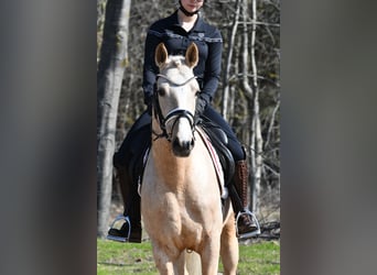 Deutsches Reitpony, Wallach, 4 Jahre, 151 cm, Palomino