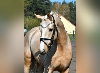 Deutsches Reitpony, Wallach, 4 Jahre, 151 cm, Palomino