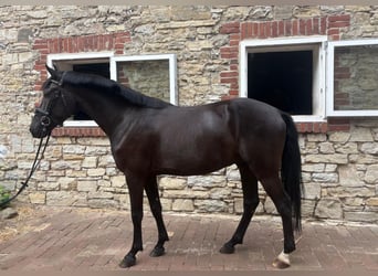Deutsches Reitpony, Wallach, 4 Jahre, 151 cm, Rappe