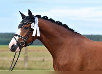 Deutsches Reitpony, Wallach, 4 Jahre, 152 cm, Brauner