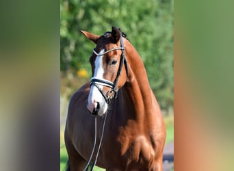 Deutsches Reitpony, Wallach, 4 Jahre, 152 cm, Brauner