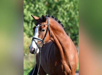 Deutsches Reitpony, Wallach, 4 Jahre, 152 cm, Brauner