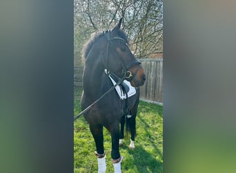 Deutsches Reitpony, Wallach, 4 Jahre, 152 cm, Brauner