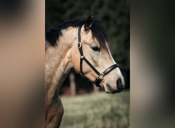 Deutsches Reitpony, Wallach, 4 Jahre, 152 cm, Buckskin