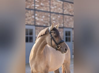 Deutsches Reitpony, Wallach, 4 Jahre, 152 cm, Falbe