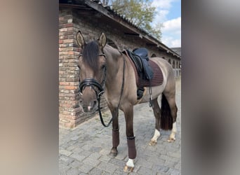 Deutsches Reitpony, Wallach, 4 Jahre, 152 cm, Falbe
