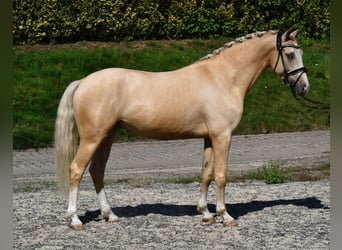 Deutsches Reitpony, Wallach, 4 Jahre, 152 cm, Palomino