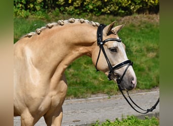 Deutsches Reitpony, Wallach, 4 Jahre, 152 cm, Palomino