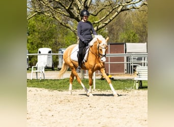 Deutsches Reitpony, Wallach, 4 Jahre, 152 cm, Palomino