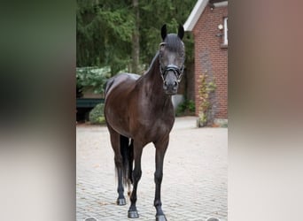 Deutsches Reitpony, Wallach, 4 Jahre, 152 cm, Rappe