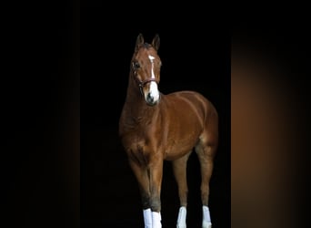 Deutsches Reitpony, Wallach, 4 Jahre, 153 cm, Brauner