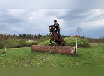 Deutsches Reitpony, Wallach, 4 Jahre, 153 cm, Brauner