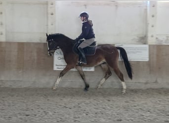 Deutsches Reitpony, Wallach, 4 Jahre, 153 cm, Brauner
