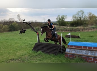 Deutsches Reitpony, Wallach, 4 Jahre, 153 cm, Brauner