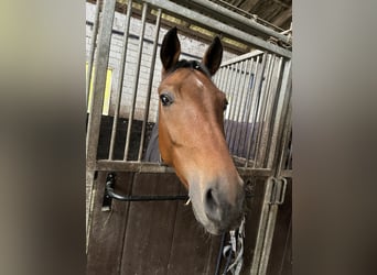 Deutsches Reitpony, Wallach, 4 Jahre, 153 cm, Brauner