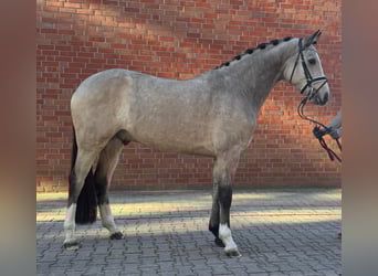 Deutsches Reitpony, Wallach, 4 Jahre, 153 cm, Braunfalbschimmel
