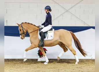 Deutsches Reitpony, Wallach, 4 Jahre, 153 cm, Falbe
