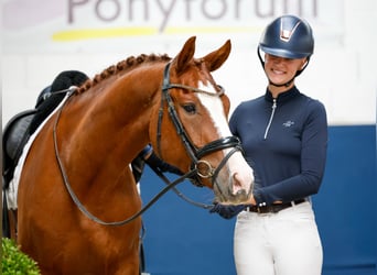 Deutsches Reitpony, Wallach, 4 Jahre, 153 cm, Fuchs