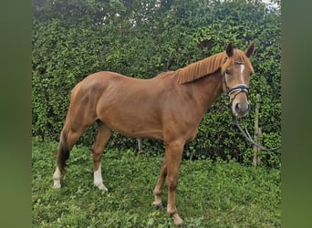 Deutsches Reitpony, Wallach, 4 Jahre, 153 cm, Fuchs